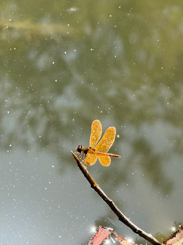 iNaturalist observation photo of Mexican Amberwing
