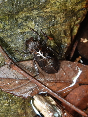 Heliogomphus scorpio