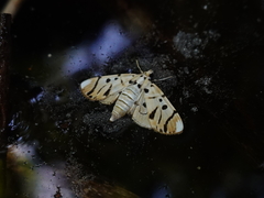 Pycnarmon radiata