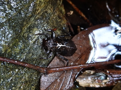 Heliogomphus scorpio