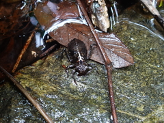 Heliogomphus scorpio
