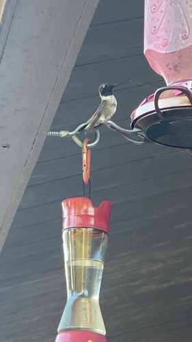 Black-chinned Hummingbird