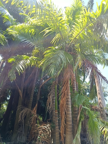 Roystonea oleracea