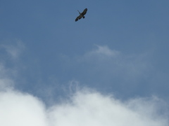 Pelecanus philippensis