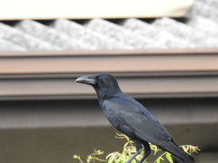 Corvus macrorhynchos