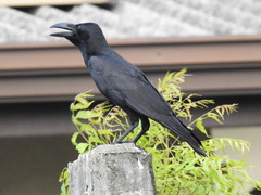 Corvus macrorhynchos