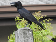 Corvus macrorhynchos