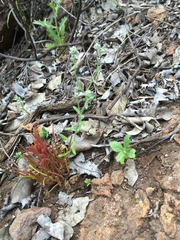 Johnstonella micromeres