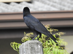 Corvus macrorhynchos