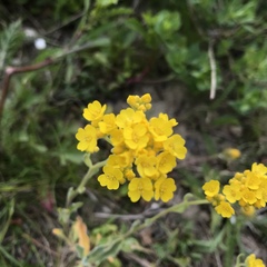 Aurinia saxatilis