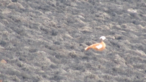 iNaturalist image