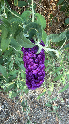 iNaturalist observation photo of Butterfly bush
