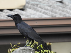 Corvus macrorhynchos