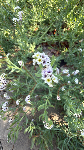 iNaturalist observation photo of alkali heliotrope