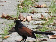 Centropus sinensis