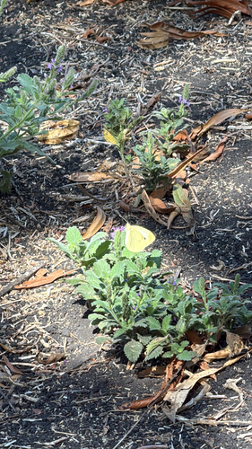 iNaturalist observation photo of Small White