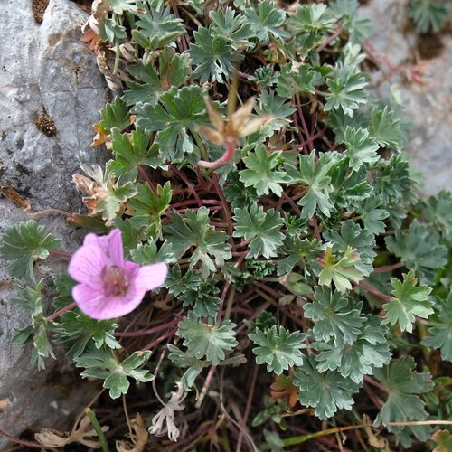 Geranium subargenteum, photograph 6