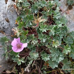 Geranium subargenteum, photograph (c) Jan Vršovský, some rights reserved (CC BY-SA)