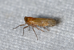 Pareuidella
