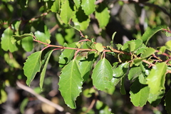 Azara petiolaris