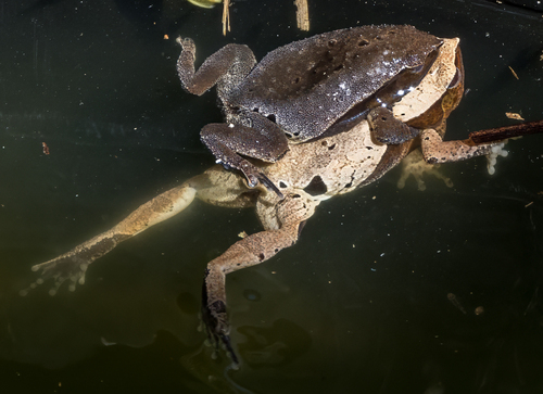 Red-sided Sticky Frog, Kalophrynus pleurostigma