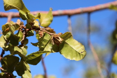 (c) Grzegorz Grzejszczak, some rights reserved (CC BY-SA) Nothofagus macrocarpa, photograph (c) Grzegorz Grzejszczak, some rights reserved (CC BY-SA)