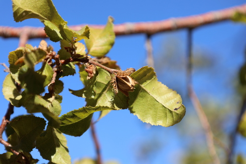 Nothofagus macrocarpa, photograph 6
