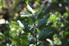 (c) Grzegorz Grzejszczak, some rights reserved (CC BY-SA) Nothofagus macrocarpa, photograph (c) Grzegorz Grzejszczak, some rights reserved (CC BY-SA)