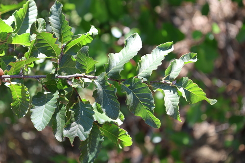 Nothofagus macrocarpa