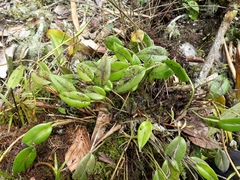 Pleurothallis praecipua