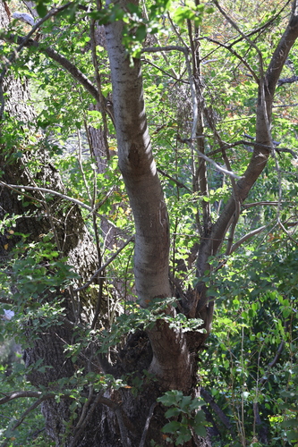 Nothofagus macrocarpa, photograph 1