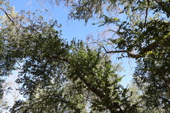 (c) Grzegorz Grzejszczak, some rights reserved (CC BY-SA) Nothofagus macrocarpa, photograph (c) Grzegorz Grzejszczak, some rights reserved (CC BY-SA)