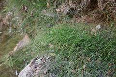 Equisetum bogotense, photograph (c) Grzegorz Grzejszczak, some rights reserved (CC BY-SA)