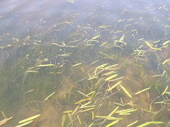 Sagittaria natans
