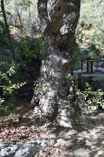 Nothofagus macrocarpa, photograph 4