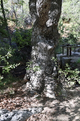 (c) Grzegorz Grzejszczak, some rights reserved (CC BY-SA) Nothofagus macrocarpa, photograph (c) Grzegorz Grzejszczak, some rights reserved (CC BY-SA)