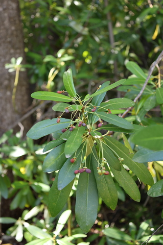 Drimys winteri, photograph 3