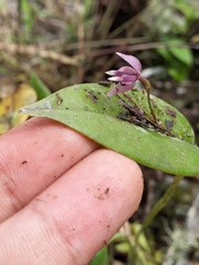 Pleurothallis praecipua