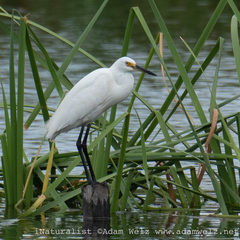 Egretta garzetta nigripes