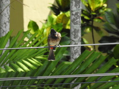 Pycnonotus cafer