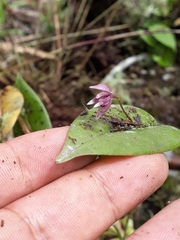 Pleurothallis praecipua
