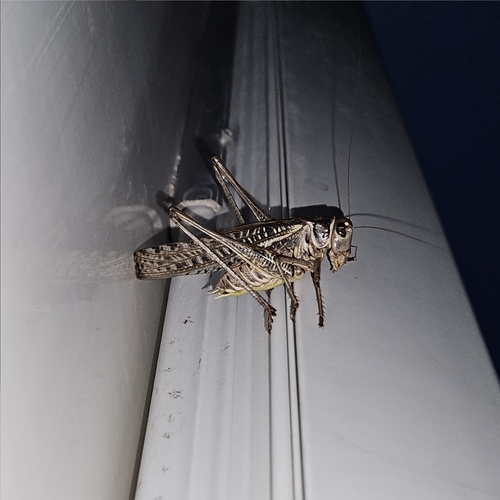 White-faced Bush-cricket