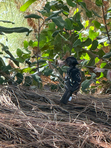 iNaturalist observation photo of Spotted Towhee