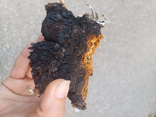 chaga