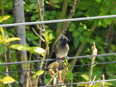 Pycnonotus cafer