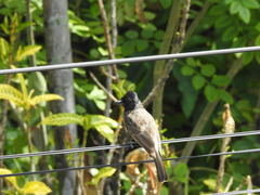 Pycnonotus cafer