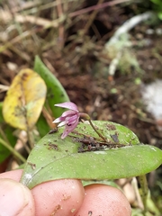Pleurothallis praecipua