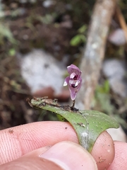 Pleurothallis praecipua