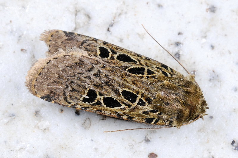 Hermonassa formontana