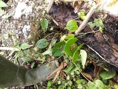 Pleurothallis matudana
